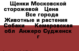 Щенки Московской сторожевой › Цена ­ 35 000 - Все города Животные и растения » Собаки   . Кемеровская обл.,Анжеро-Судженск г.